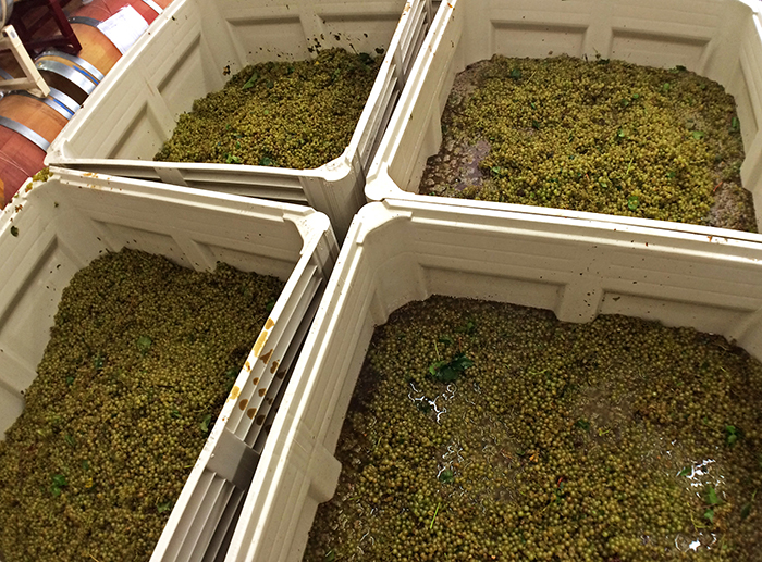 chardonnay grapes in bins